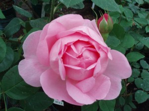 CONSTANCE SPRY (Historic shrub)
